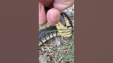 Nghề Nguy Hiểm Cho Rắn Cạp Nia Ăn #short