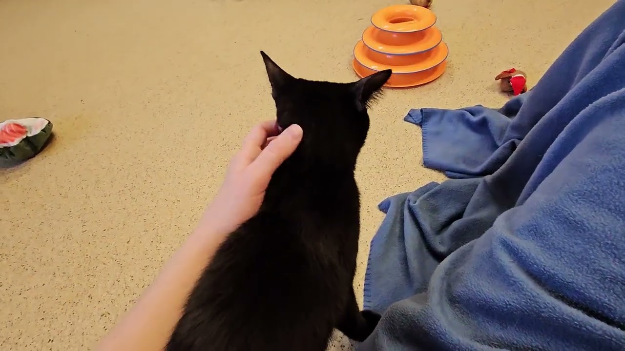 Shelter Cat October Fights to Save Rowdy From Clutches of Blanket Monster! [REAL]