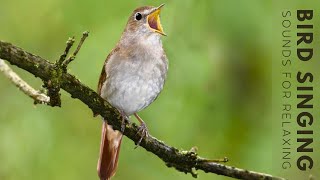 Birds Singing - 24 Hour Bird Sounds Relaxation, Stress Relief, Relaxing Birds Sounds