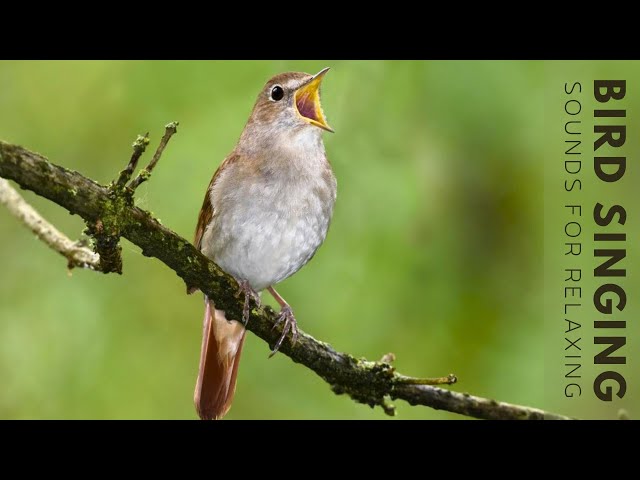 Birds Singing - 24 Hour Bird Sounds Relaxation, Stress Relief, Relaxing Birds Sounds class=