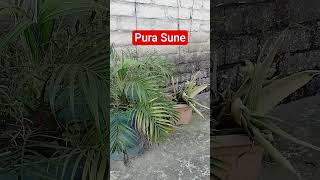 Ye Koi  Sun Nahi  Sakta  tamil song enjoy