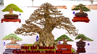 hội thi cây cảnh bonsai bến tre _ châu thành _ phú túc _ ấp phú khương