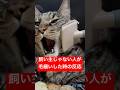 飼い主以外に毛繕いされた時の猫の反応　#shorts #cat #今日の夏目くん