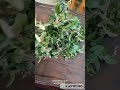 Handmade Tulsi Garland from My Terrace Garden/Tulsi garland/Tulasi malai/terrace garden