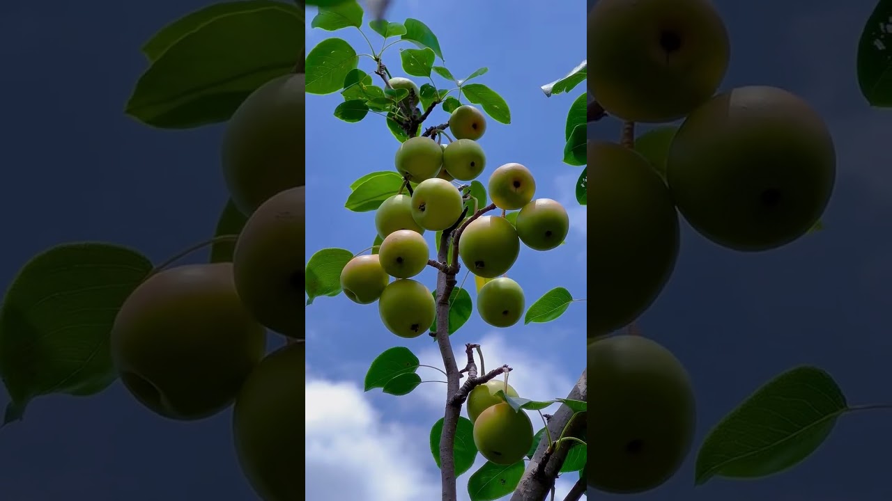 Fruits of Nature: A Colorful Journey Through Freshness