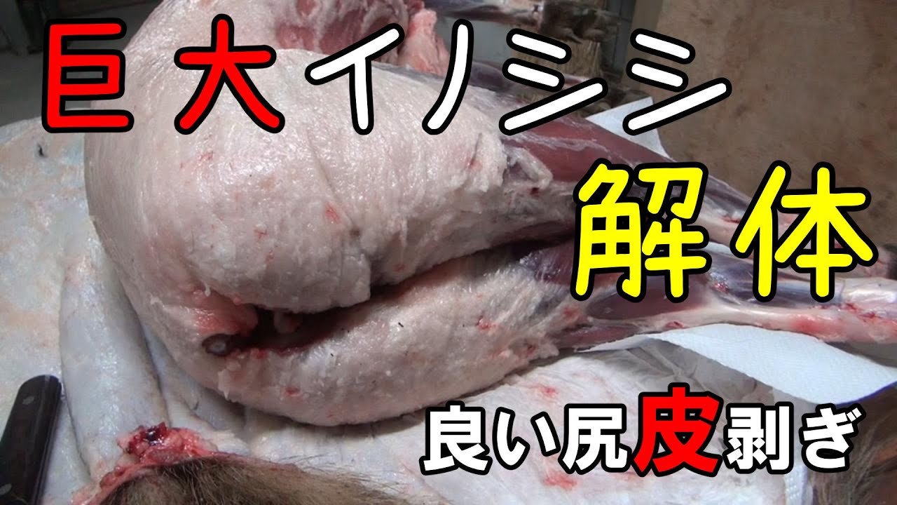 狩032 巨大イノシシの皮剥ぎ SUGOIDEKAI 良い尻！ - YouTube