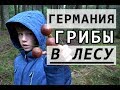 ❤ ГЕРМАНИЯ ❤ ГРИБЫ в Германии ЛЕС ПРИРОДА