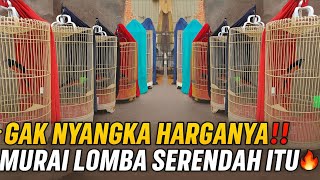 Download Lagu GAK NYANGKA‼️ HARGA MURAI PROSPEK LOMBA SERENDAH ITU DI GALERY MURAI JAKARTA🔥 MP3 Download Lagu GAK NYANGKA‼️ HARGA MURAI PROSPEK LOMBA SERENDAH ITU DI GALERY MURAI JAKARTA🔥 MP3