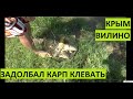 Крым. Вилино. Приехали ловить карася, но от карпа нет отбоя