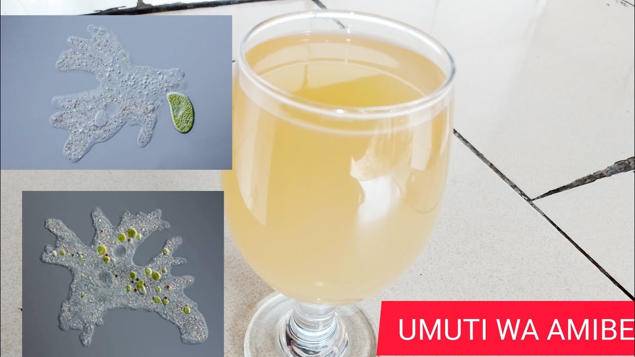 NKUVURE AMIBE BURUNDU MU MINSI 5 UMUTI WA AMIBE 