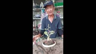 การเปลี่ยนกระถางบอนไซ เพรมน่าด่าง bonsai