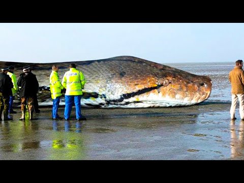 Video: Care Este Cel Mai Mare șarpe Din Lume