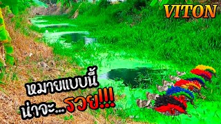 #ตกปลาช่อน พาเจ้าไวตั้น...ล่าช่อนข้างทาง!!! #งูหนามไวตั้น EP.49