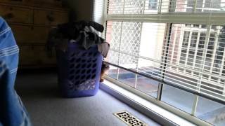 Nutmeg chooses to go to the moon by Nutmeg the Abyssinian 51 views 8 years ago 43 seconds