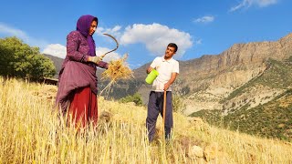 From Surgery to Harvest: Halimeh’s Endless Effort