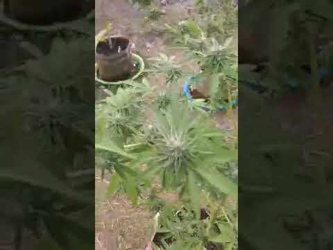 Marijuana plant grow.