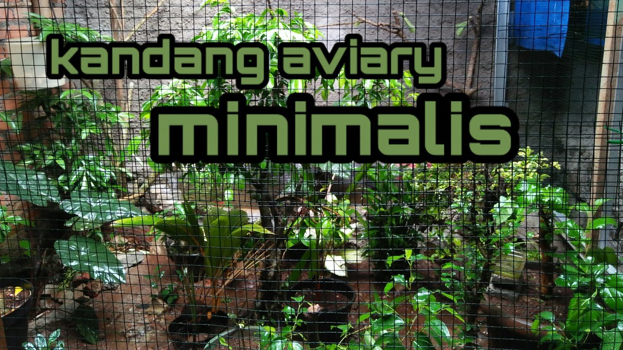 Revew Kandang Aviary Minimalis Tap 1 Youtube