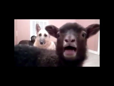 Risitas (ISSOU) ft. Bruno Mars & Crispy Pops - Animals Cover ORIGINAL (GOAT & SLAPS) please credit