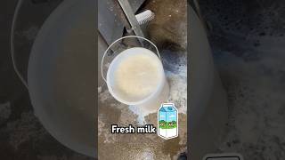 #fresh milk