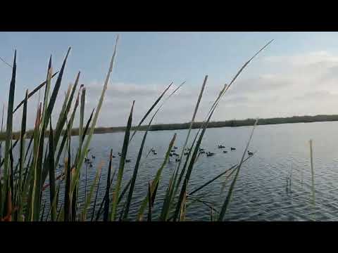 صيد الشرشير الصيفي 18 8 2024