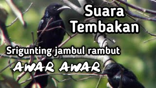 Download suara masteran murai | suara tembakan burung awar awar #isianmurailomba