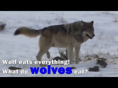 Video: Eten wolven vegetatie?