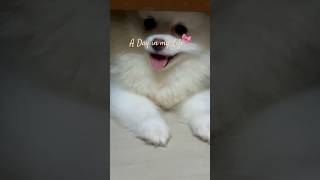 💕#minivlog #trending #viral #love #delhi #india #toypom #dog #fyp #apple #views #life  #dailyvlog