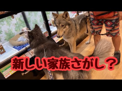 ウルフドッグの新しい家族探し Youtube ウルフドッグの新しい家族探し Youtube