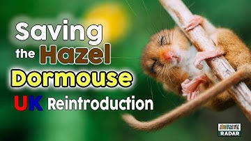 Rewilding Britain 👉 Saving the Hazel Dormouse 👉 UK Reintroduction