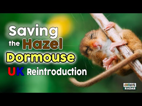 Video: Hazel dormouse: mô tả, tính năng tái tạo