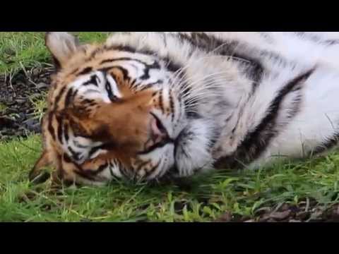 Shikana - Tiger Chuffs