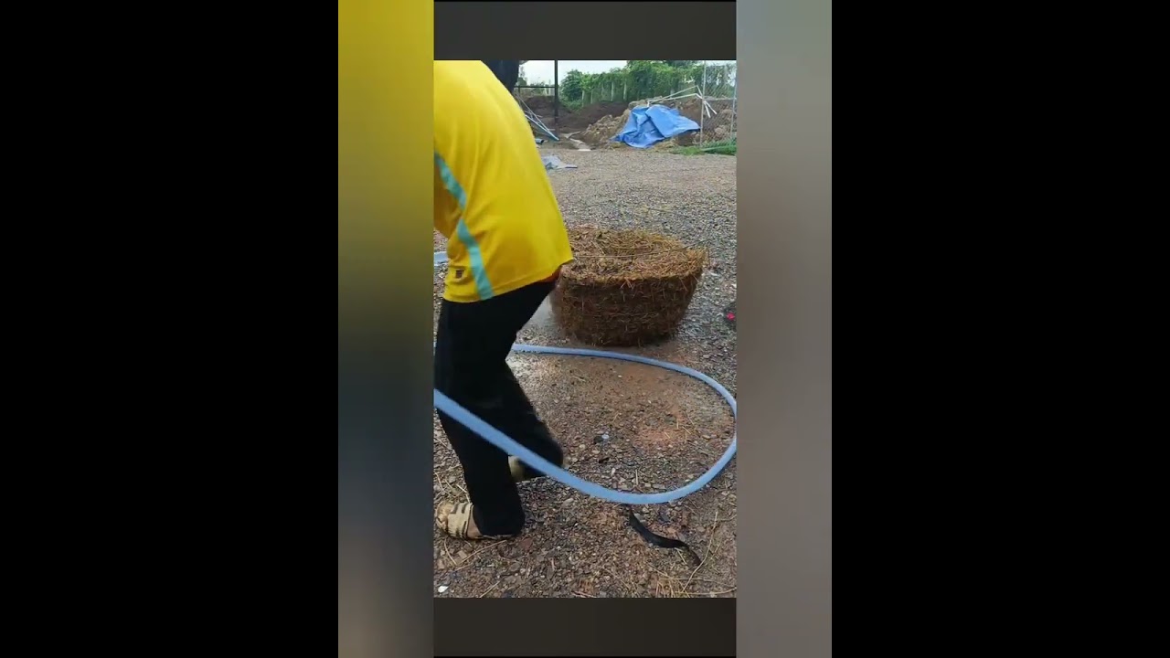 វិធីបណ្ដុះផ្សិតចំបើងក្នុងសុំមាន់ពីដើមដល់ចប់មើលវីដេអូនេះចប់ហើយចេះបណ្ដុះទាក់ទង តេឡេក្រាម 067 971867