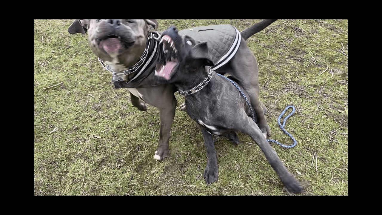 cane-corso-puppy-vs-xl-bully-youtube
