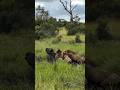 Buffalo hunting by lion शेर ने किया भैंस का शिकार #lion #buffalo #viralvideo#youtubeshorts #animals