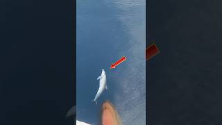 Awesome Video Highlights Of Graceful Dolphins #shorts