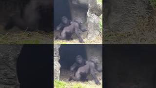 Ringo and Jabali #台北市立動物園 #taipeizoo