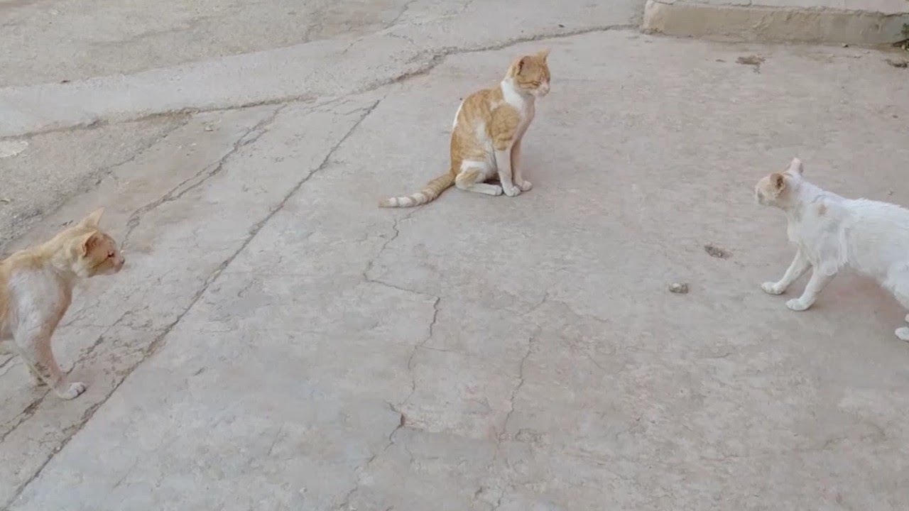 CATS MATING 2 MALE INTO POOR MALNOURISHED CAT MOM 