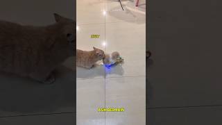 Cimi Kucing Lucu Di Marahin Emaknya