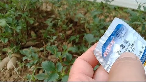 Làm Cho Ngọn Hoa Thược Dược Phát Triển Nhanh Cắt Giâm Làm Cây Giống