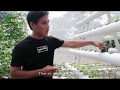 HYDROPONICS EPISODE 1: Vertical A-Frame NFT System | Greengold Farms