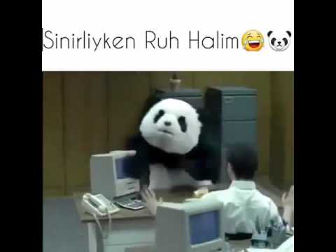 Sinirli panda yakıp yıktı ortalığı (Best video) 😂😂