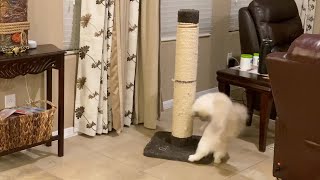 Ragdoll -hunting practice by Cute Cat Corner 64 views 1 year ago 36 seconds