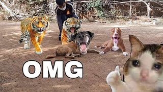 Fake tiger prank dogs | Fake tiger vs real dogs | Fake tiger prank buffaloes