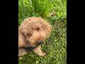 Nature lover dog puppy poodle cute lovepets doglife petlovers happydog nature pets