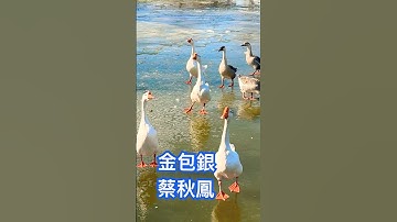 蔡秋鳳 閩南語名曲「金包銀」👍❤️💯🌹#蔡秋鳳#金包銀#經典歌曲