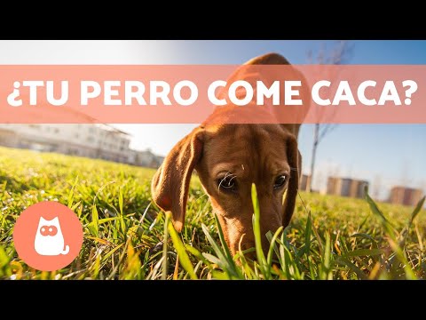 Video: Pregúntele a un veterinario: ¿Por qué mi perro come ropa sucia?