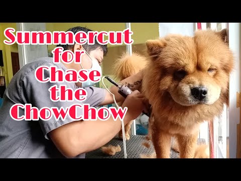 Video: Cách Cắt Chow Chow