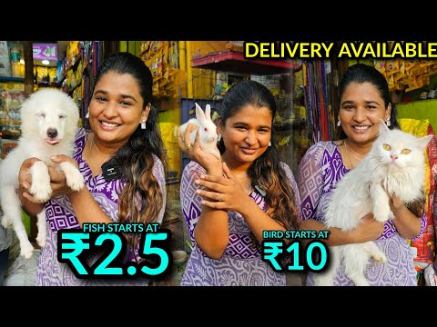 Cheapest Pet Shop | A To Z Pets | Delivery Available