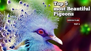 Top 5 most beautiful pigeons in the world | Fancy Pigeons in the World | Best Pigeons. by GIDEON FILMS TOP 5 5,391 views 4 years ago 5 minutes, 2 seconds