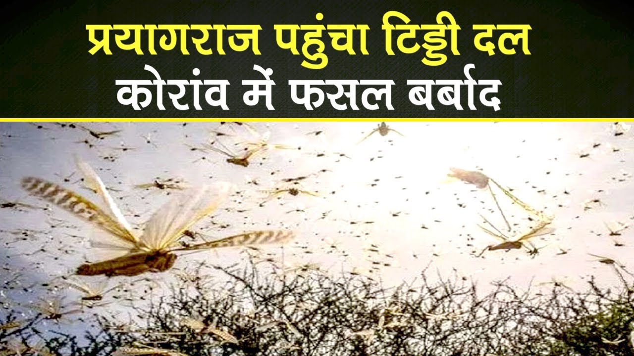 टिड्डी दल पहुंचा प्रयागराज, कोरांव की फसल बर्बाद, लोगों में डर | Locust Swarm Attack in Prayagraj